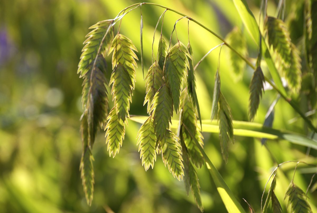 Northern Sea Oats Chasmanthium Latifolium