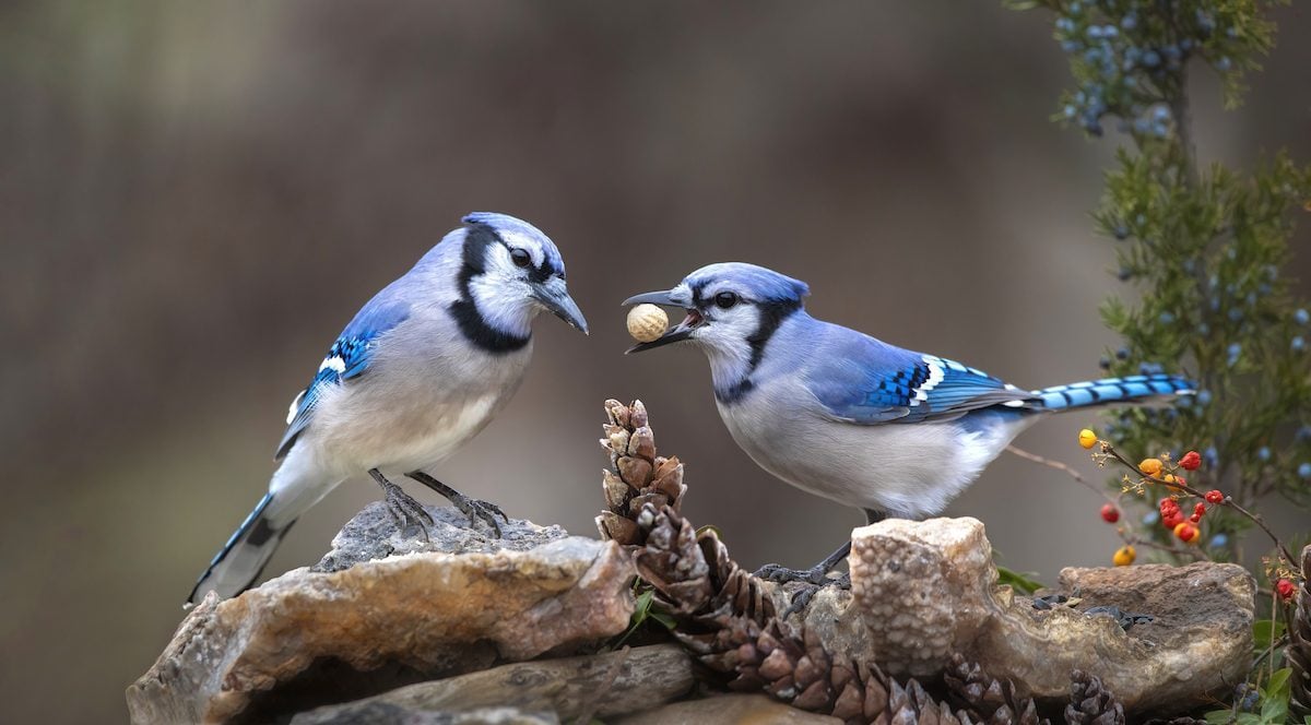 Do Birds Eat Nuts? How to Safely Feed Nuts to Birds - Birds and Blooms