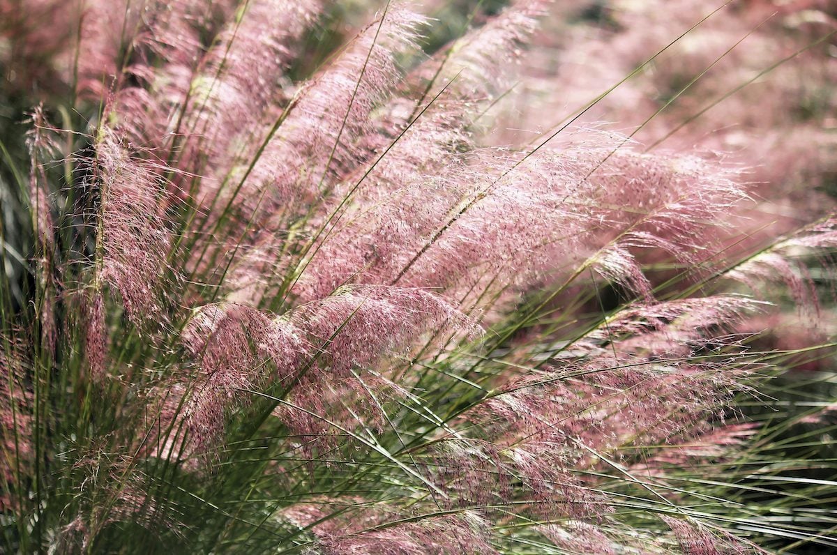 Muhly Grass Blooming Delicately In Pink