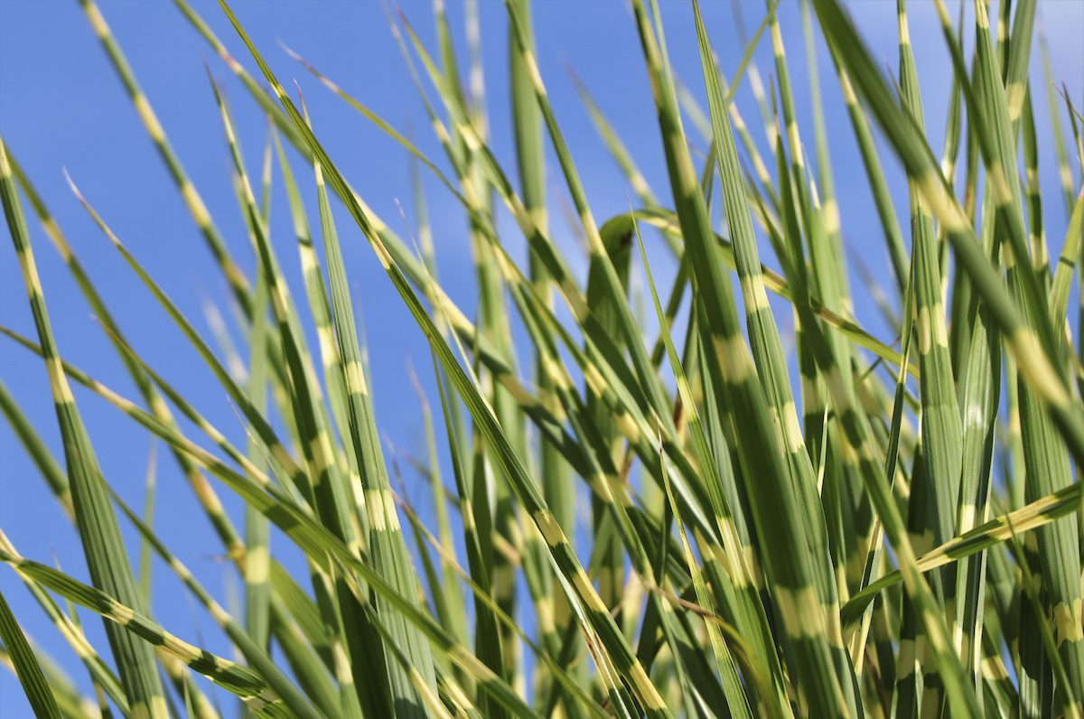 Zebra Grass Miscanthus Sinensis Strictus, ornamental grass