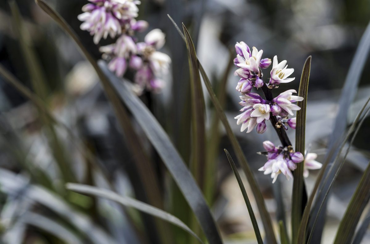 Ophiopogon Planiscapus Nigrescens, Lilyturf, Asparagaceae, ornamental grass