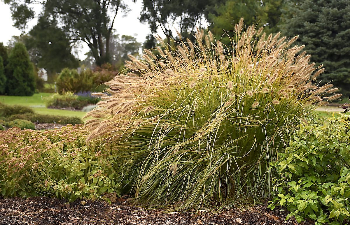 Pw Pennisetum Desert Plains Apj18 2