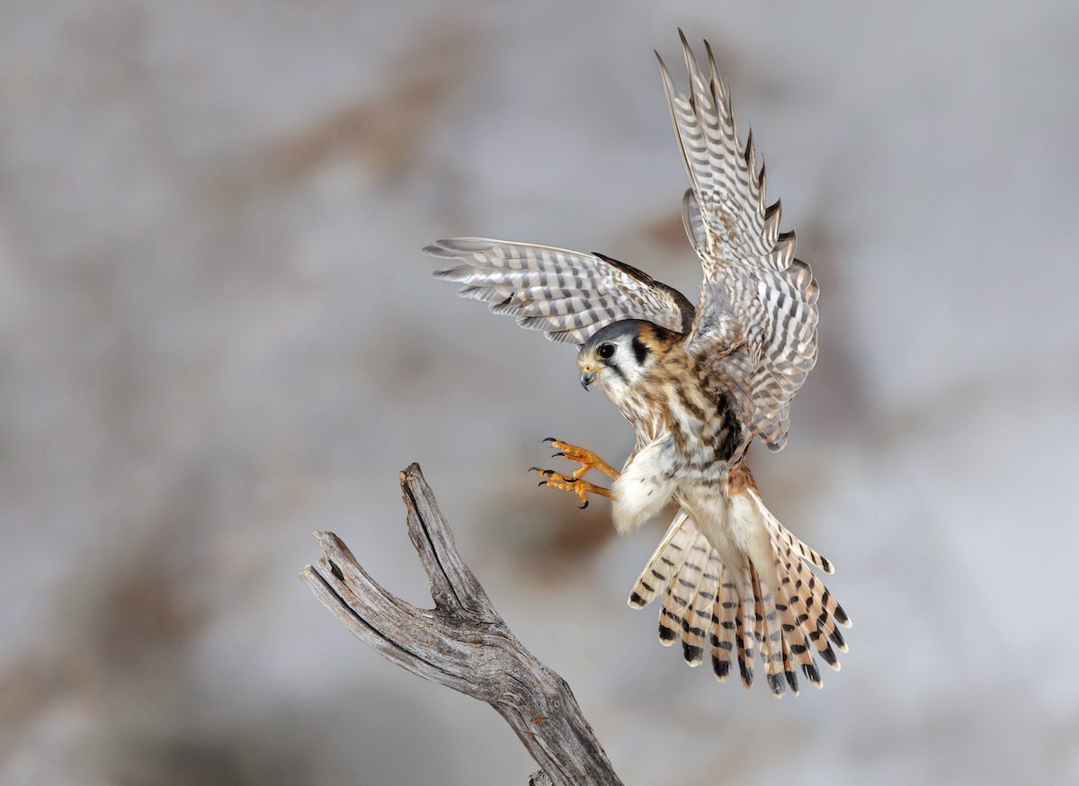 Female American Kestrel Landing, Louisville, Kentucky, Falco Sparverius