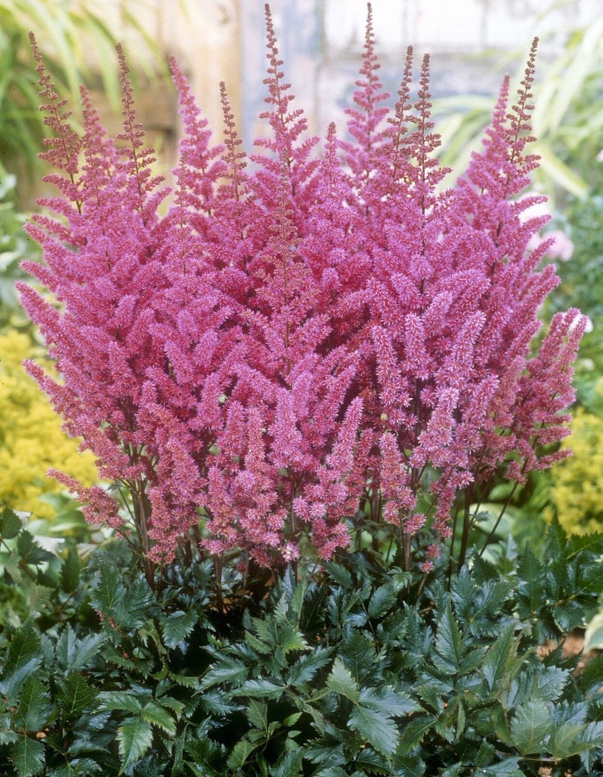 Astilbe Plant Care and Growing Tips