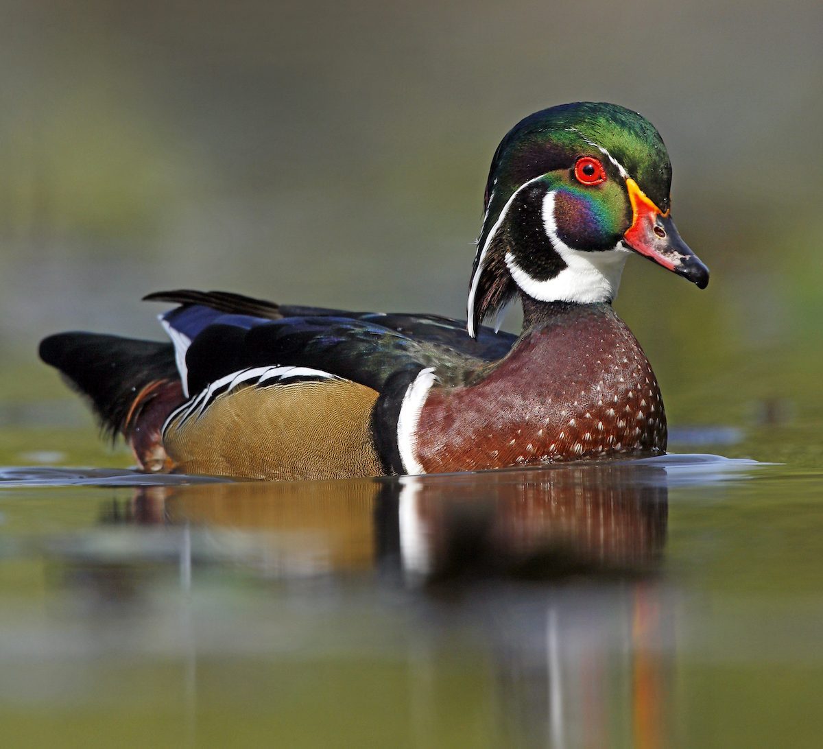 Wood Duck Bwz0186