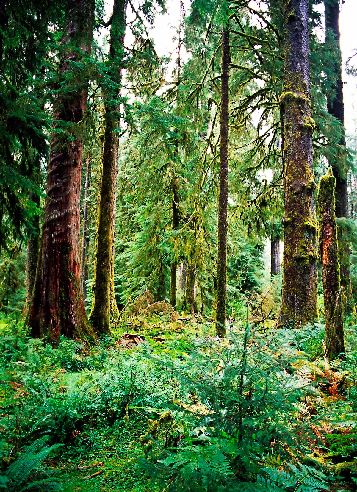 Istock 000002826798 Large birding hotspots olympic national park