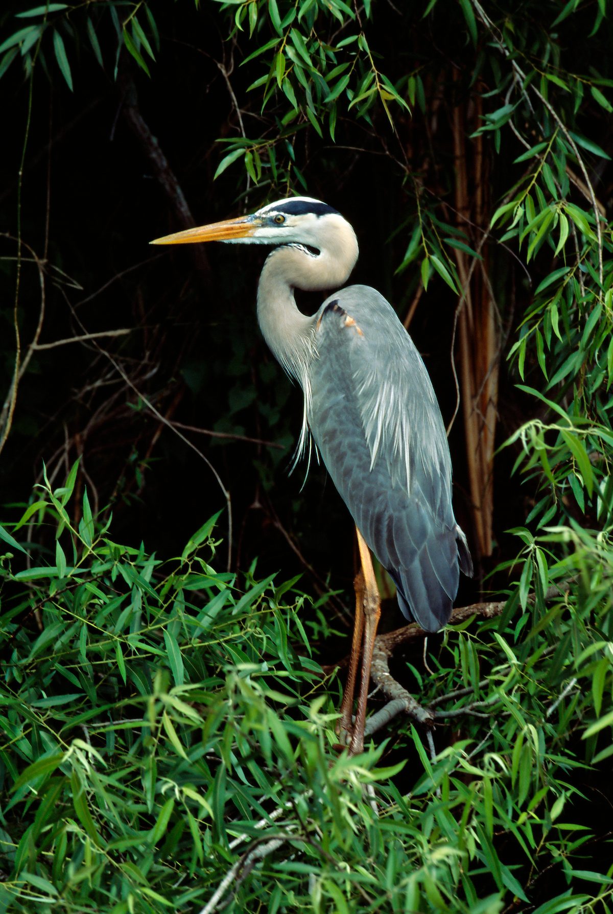 Heron, birding hotspots