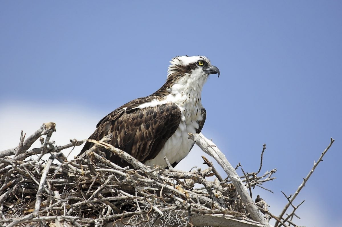 Osprey On A Nest