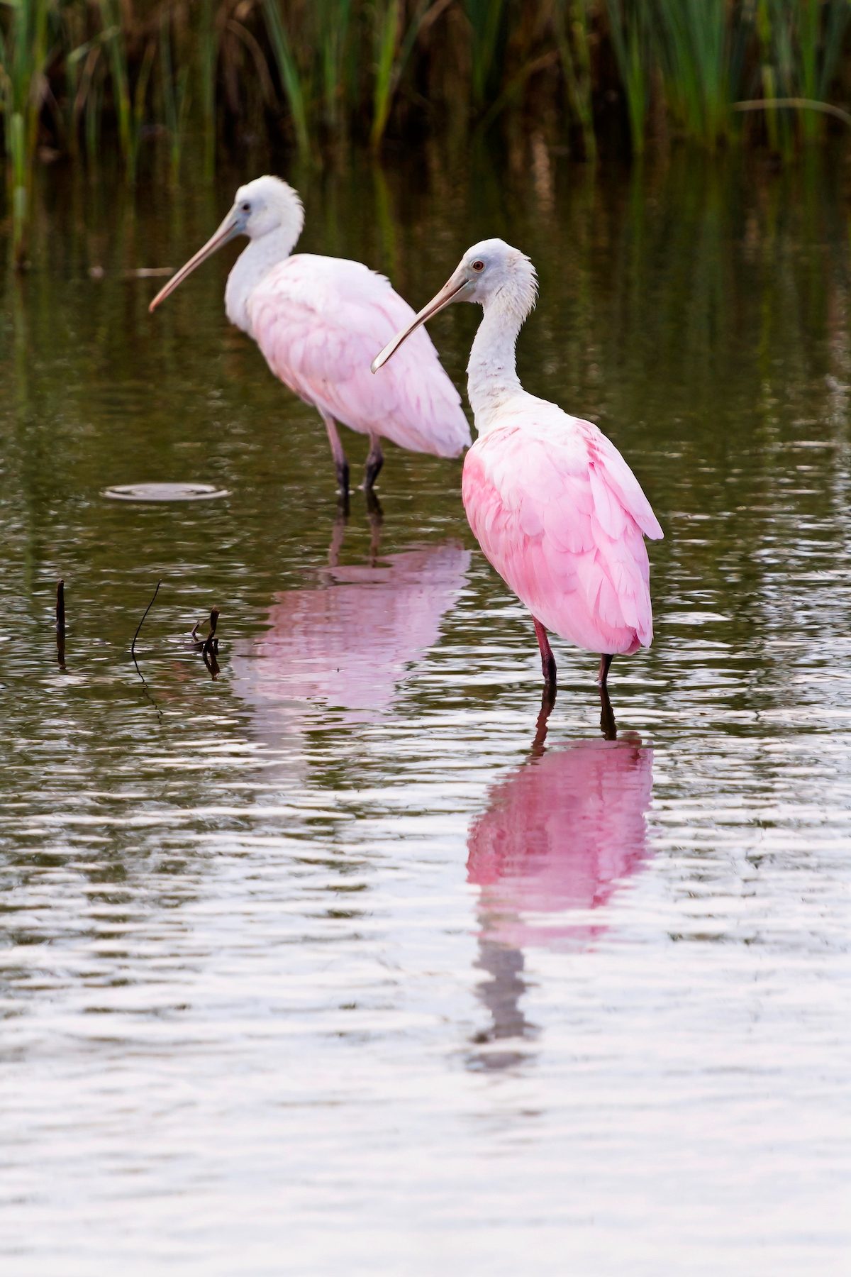 Roseate Spoonhill