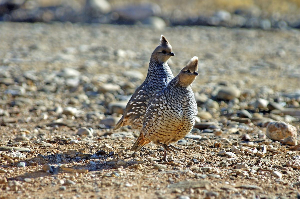 Quail Couple