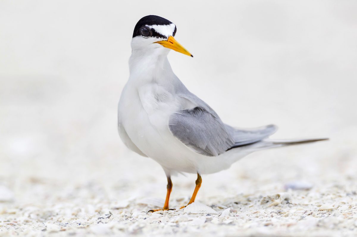 Least Tern