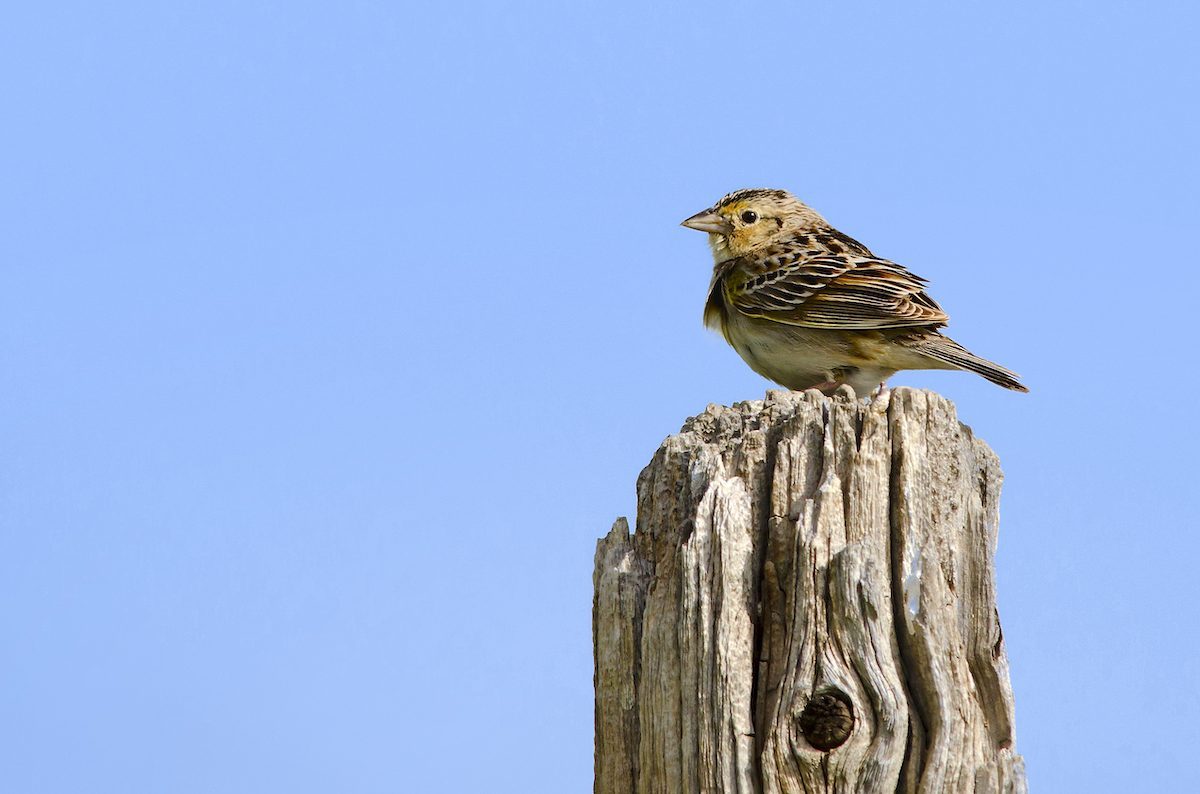 Grasshopper Sparrow, birding hotspots