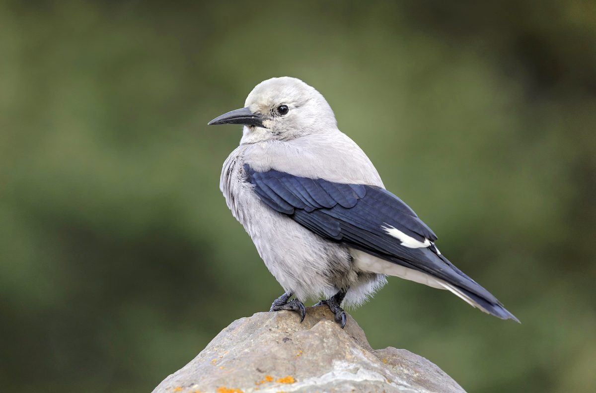 Clark's,nutcracker,lake,louise,alberta