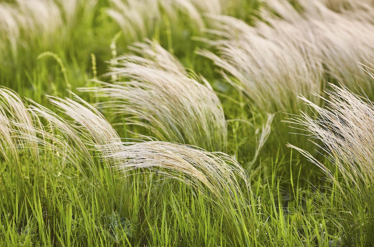 Feather,grass,or,needle,grass,,nassella,tenuissima,,forms,already,at, ornamental grass