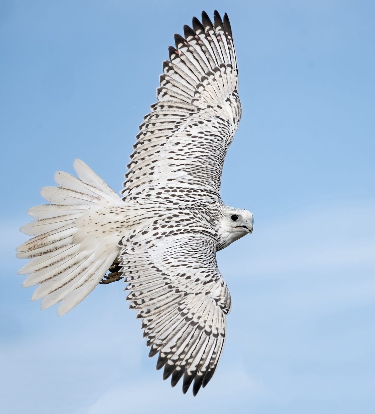 A,white,gyrfalcon,banking,on,a,sunny,day