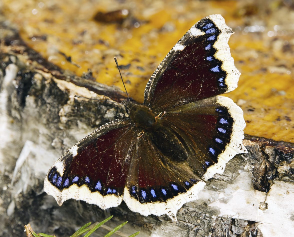 Mourning,cloak,(nymphalis,antiopa),butterfly,resting,on,a,tree,stump