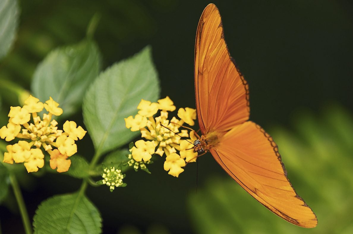 Photo,of,a,beautiful,orange,julia,butterfly.,it,is,perched