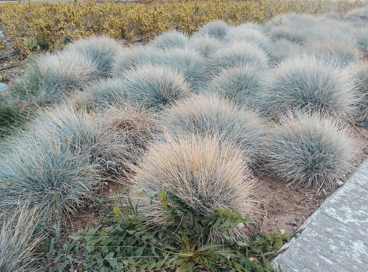 Blue,fescue,,festuca,glauca,,blue,oat,grass,,festuca,ovina,,ball