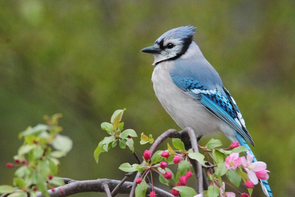 How to Identify and Attract Blue Jays