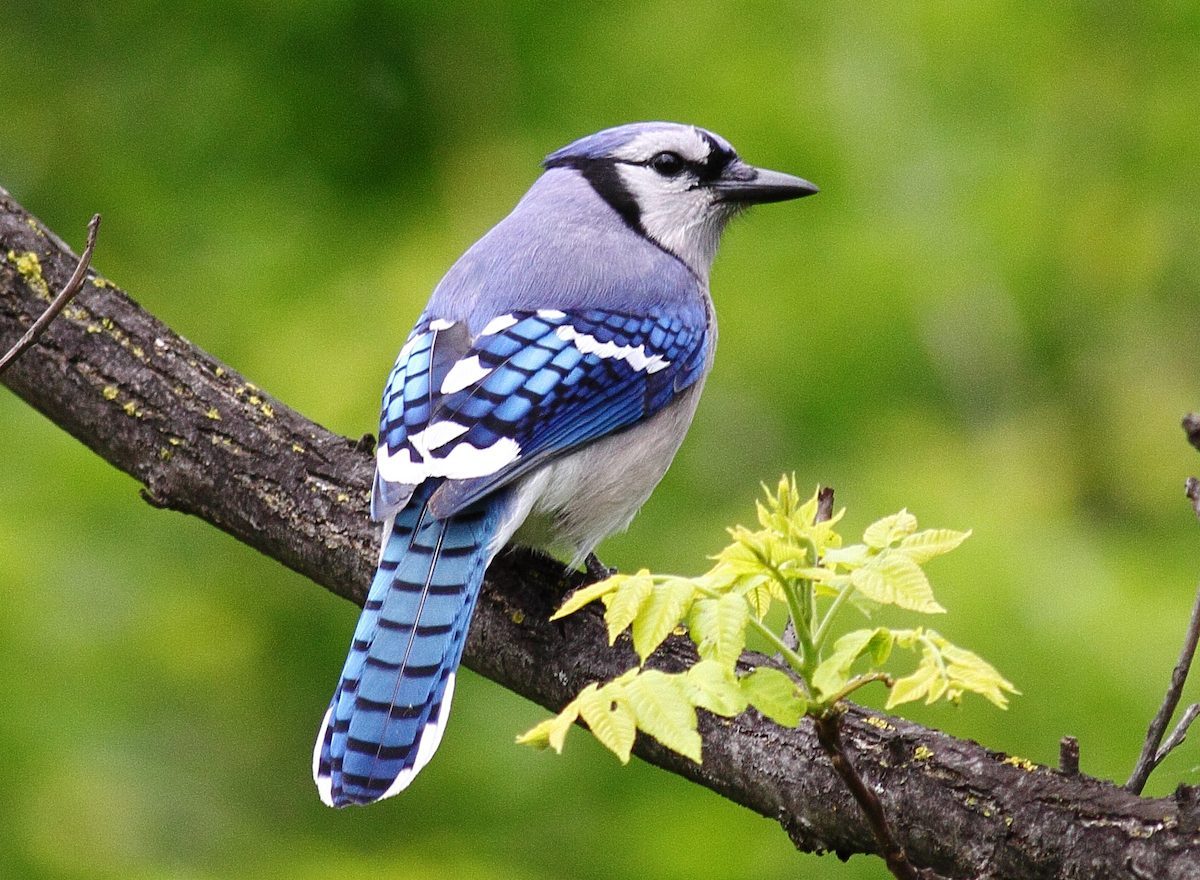 blue jay, birds with bad reputation