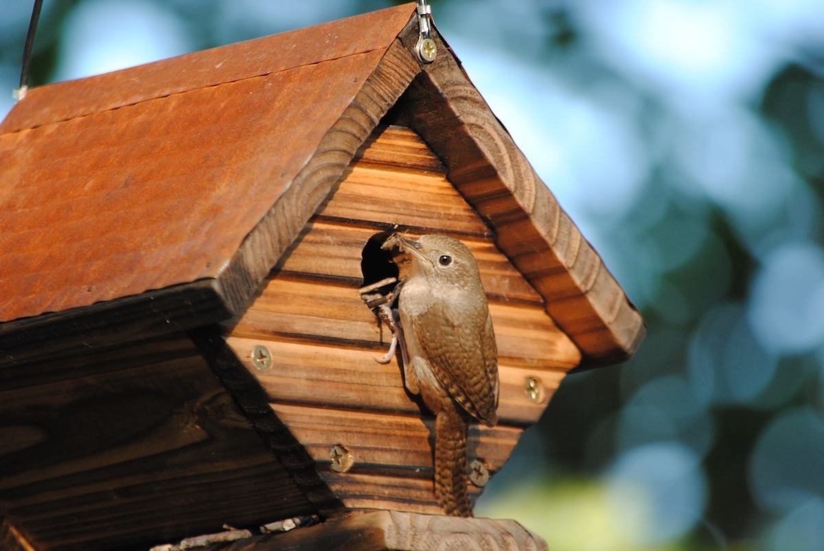 Welcome Nesting Wrens With Wren Houses