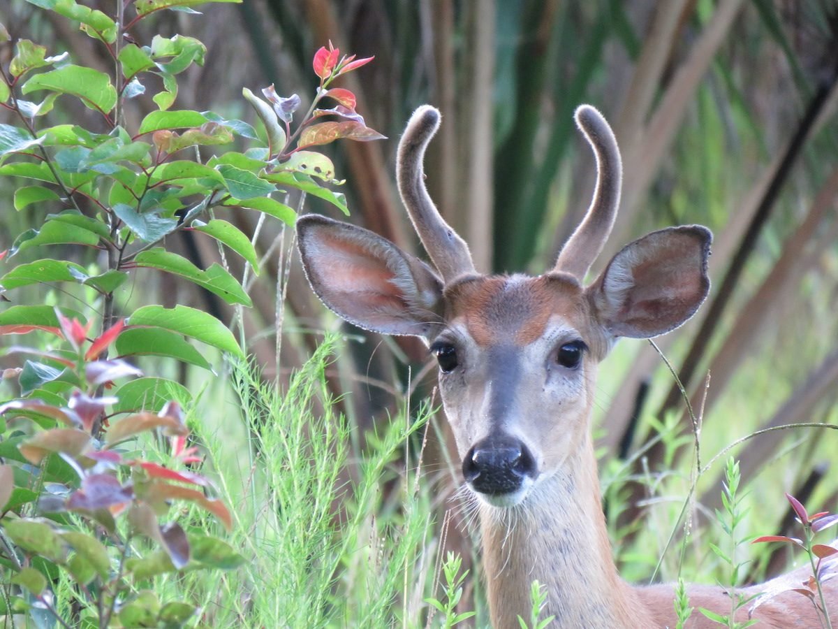 do deer eat milkweed