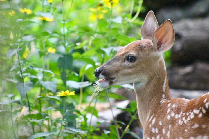 do deer eat milkweed