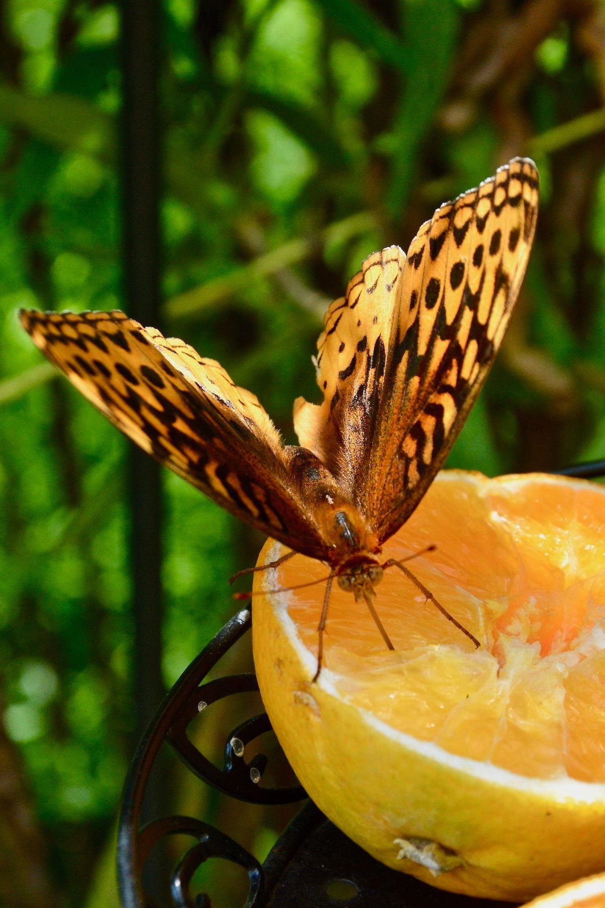 Try Attracting Butterflies With Fruit