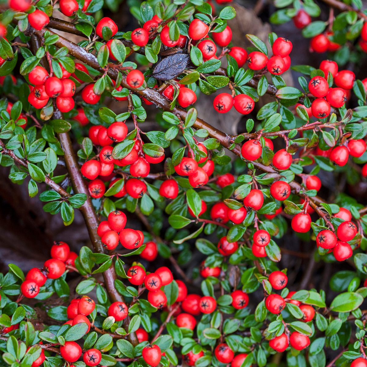 Cotoneaster Dammeri Coral Beauty plants with red berries