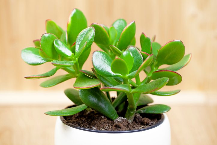 Jade plant, lucky plant, money plant or money tree, (Crassula ovata)