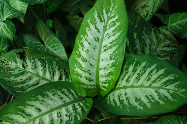 Dieffenbachia seguine, plants toxic to cats