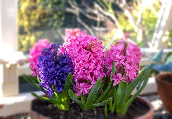 Hyacinth flowers in pot, plants toxic to cats