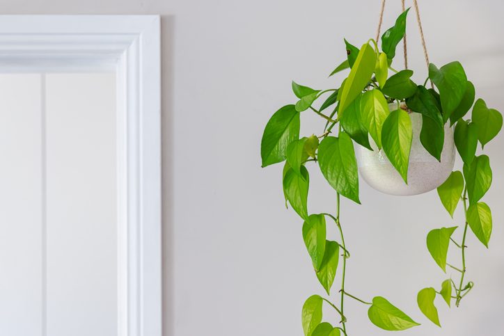 Devils ivy golden pothos indoor plant vine in a hanging pot near doorway