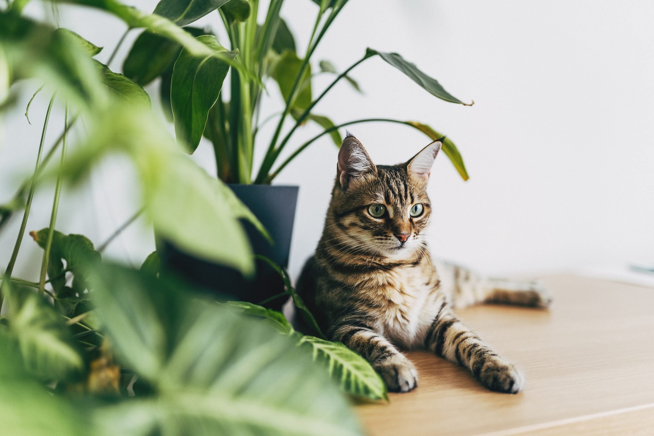 11 Poisonous Plants Every Cat Owner Should Avoid