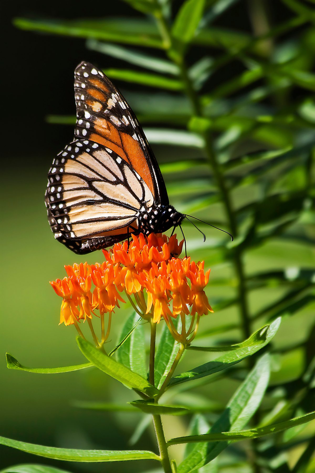 Monarch On Milkweed