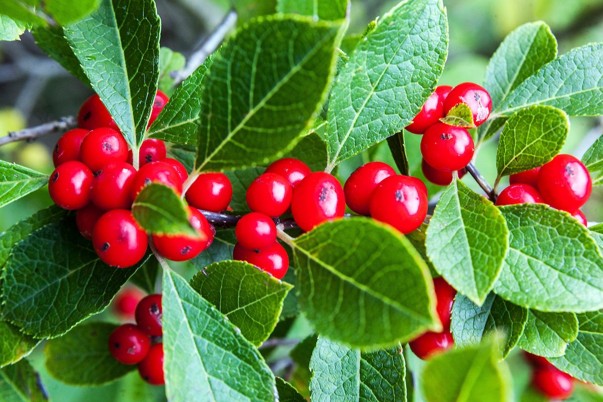 Red Autumn Berries Of Winterberry Ilex Verticillata