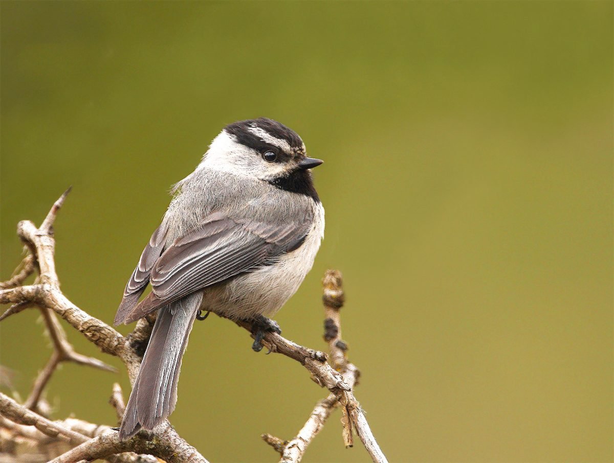 The Chickadee Birds: All About Chickadees