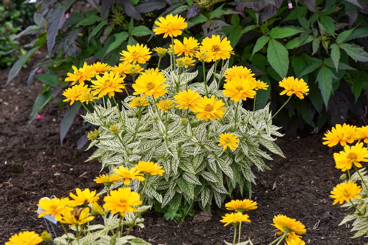 False Sunflower Plant Care and Growing Tips