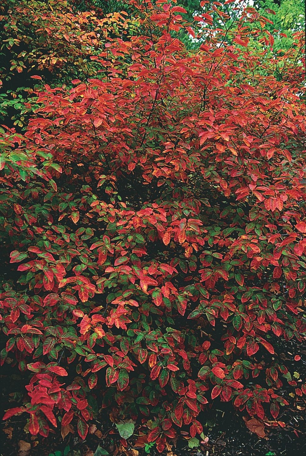 Serviceberry2 Gid