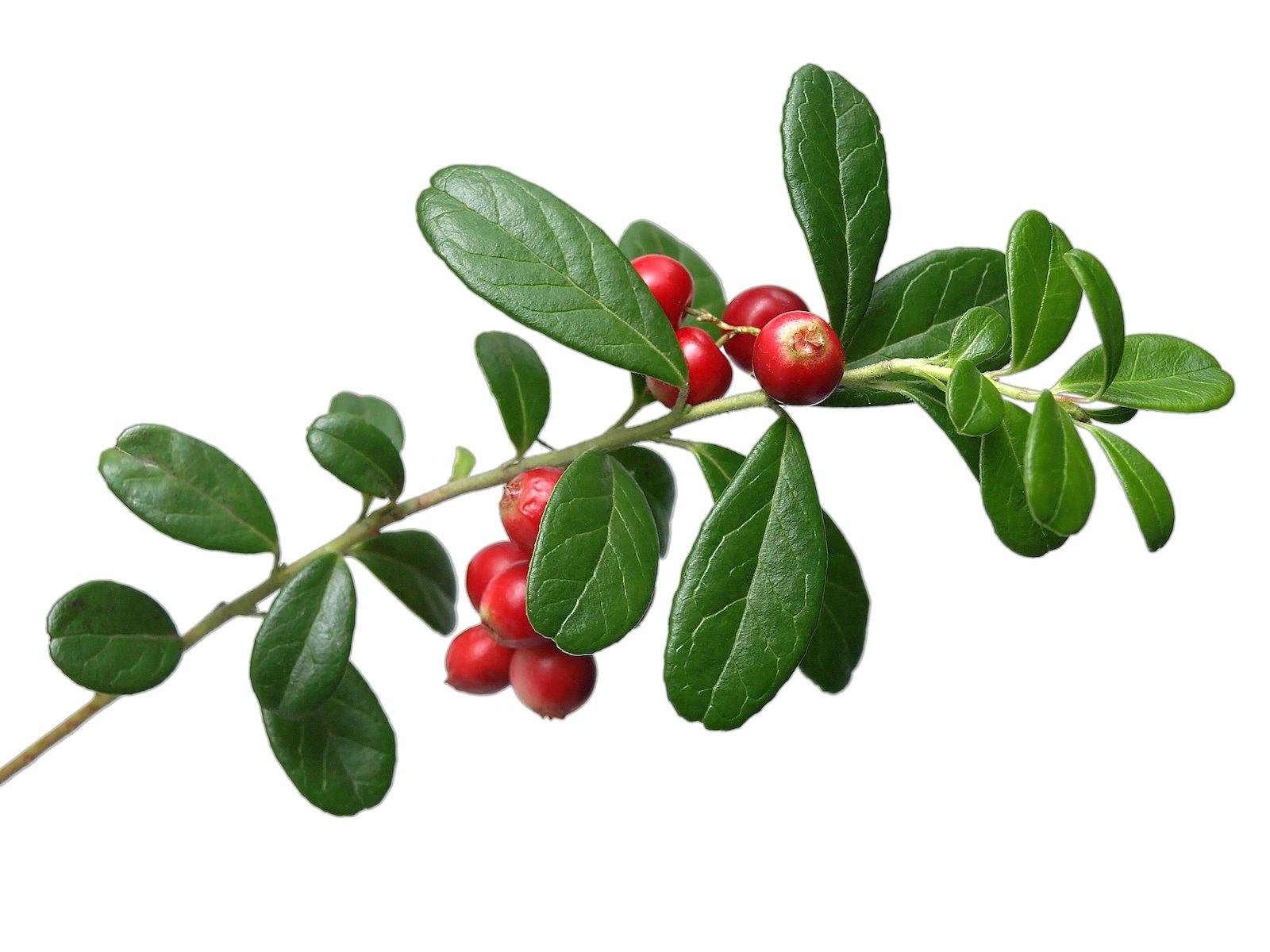 Lingonberry,(vaccinium,vitis Idaea)