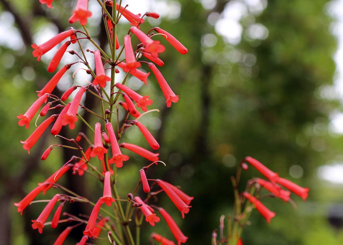 Top 10 Tubular Flowers for Hummingbirds