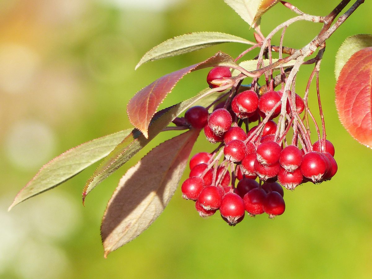 Berries,of,aronia,arbutifolia,is,a,genus,of,deciduous,shrubs,