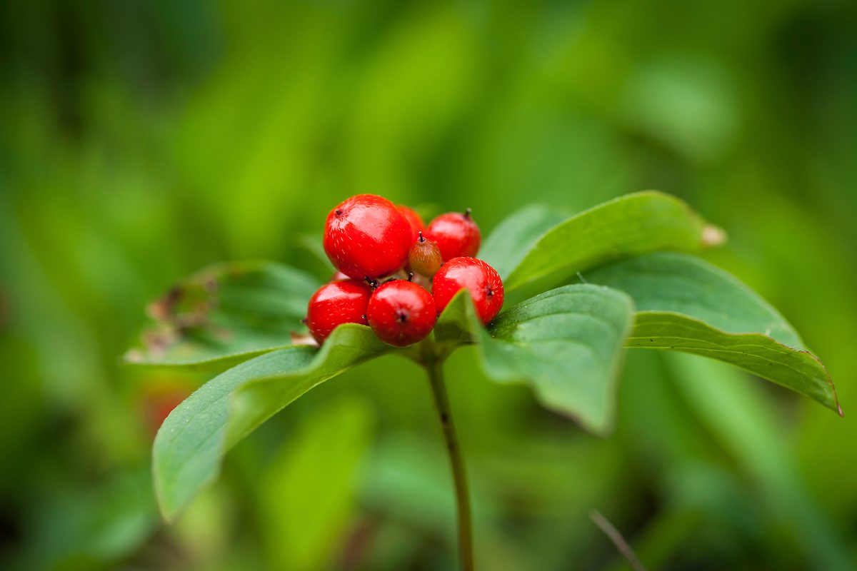 Canadian,bunchberry,with,its,red,ripe,fruits.