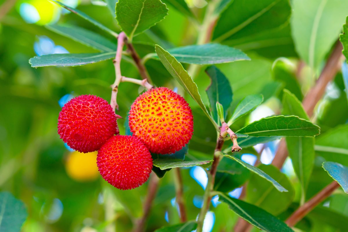 Fruits,of,arbutus,unedo,in,autumn.,also,called,arbutus,or