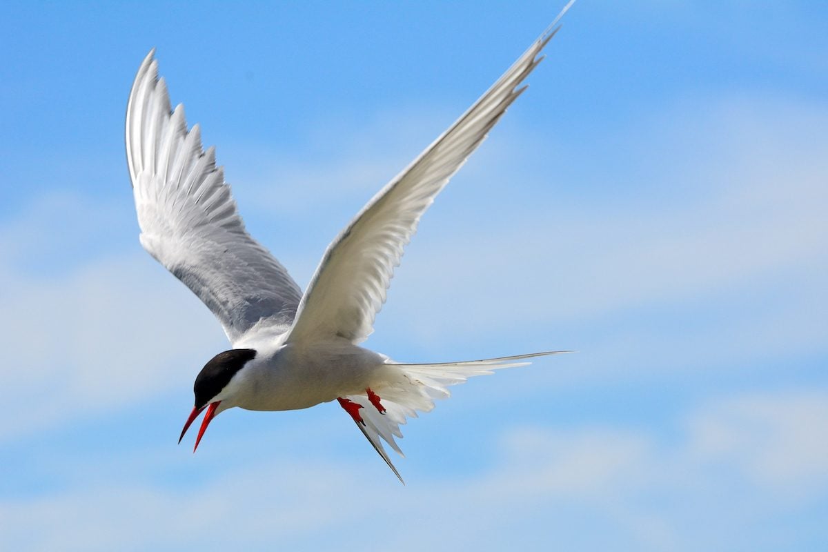 6 Fascinating Facts About Arctic Birds