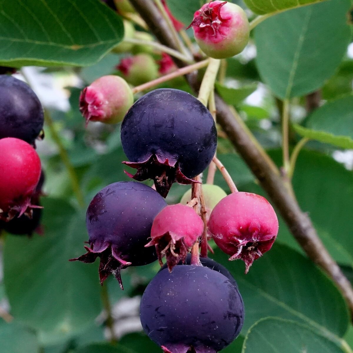 Serviceberry Tree Care and Growing Tips