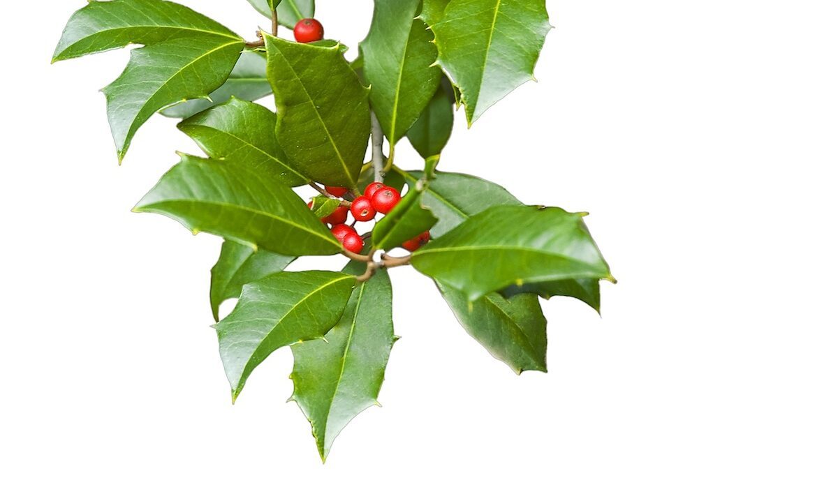 American,holly,branch,sprig,(iilex,opaca),with,leaves,and,berries