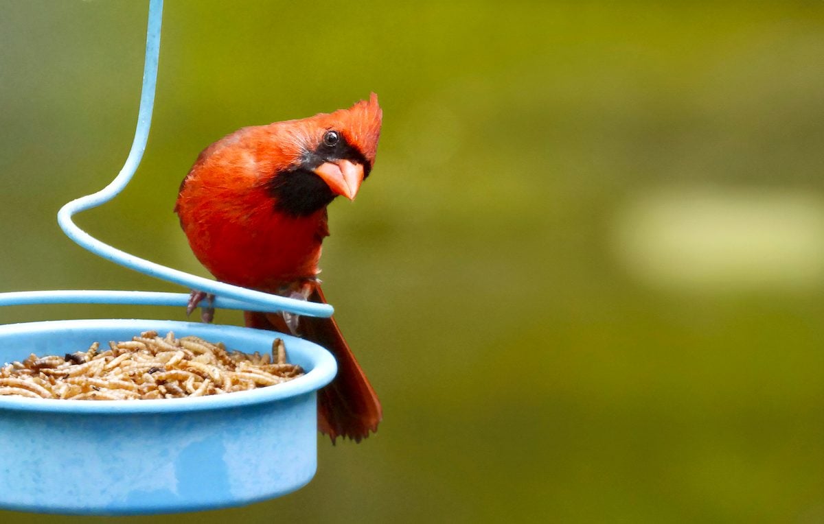 can birds smell and taste