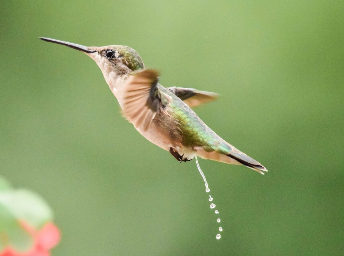 do birds pee