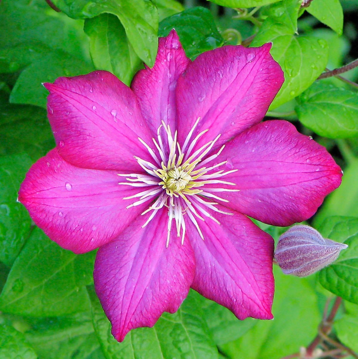 The Essential Guide to Growing Clematis Vines